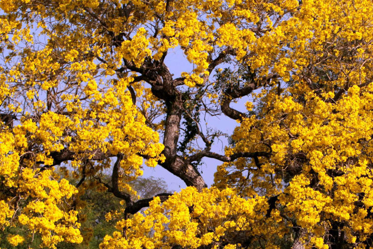 Un compuesto modificado de un árbol como posible terapia de la leucemia