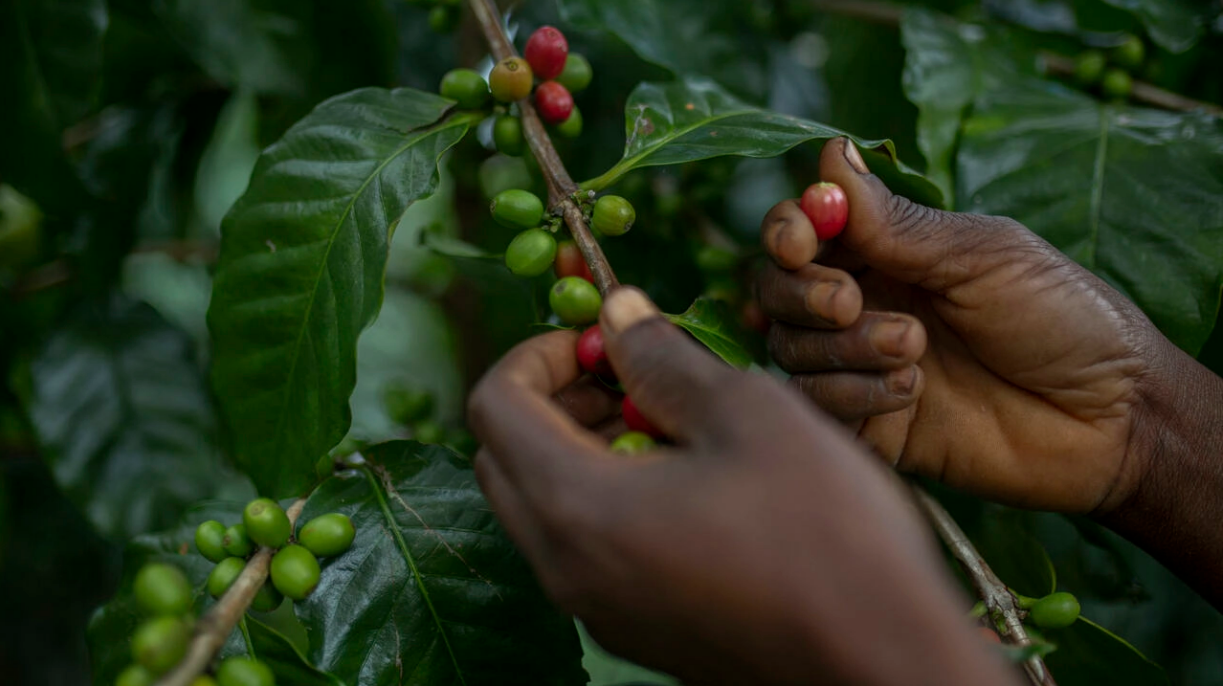 En Mozambique, el café sirve para salvar un bosque tropical único