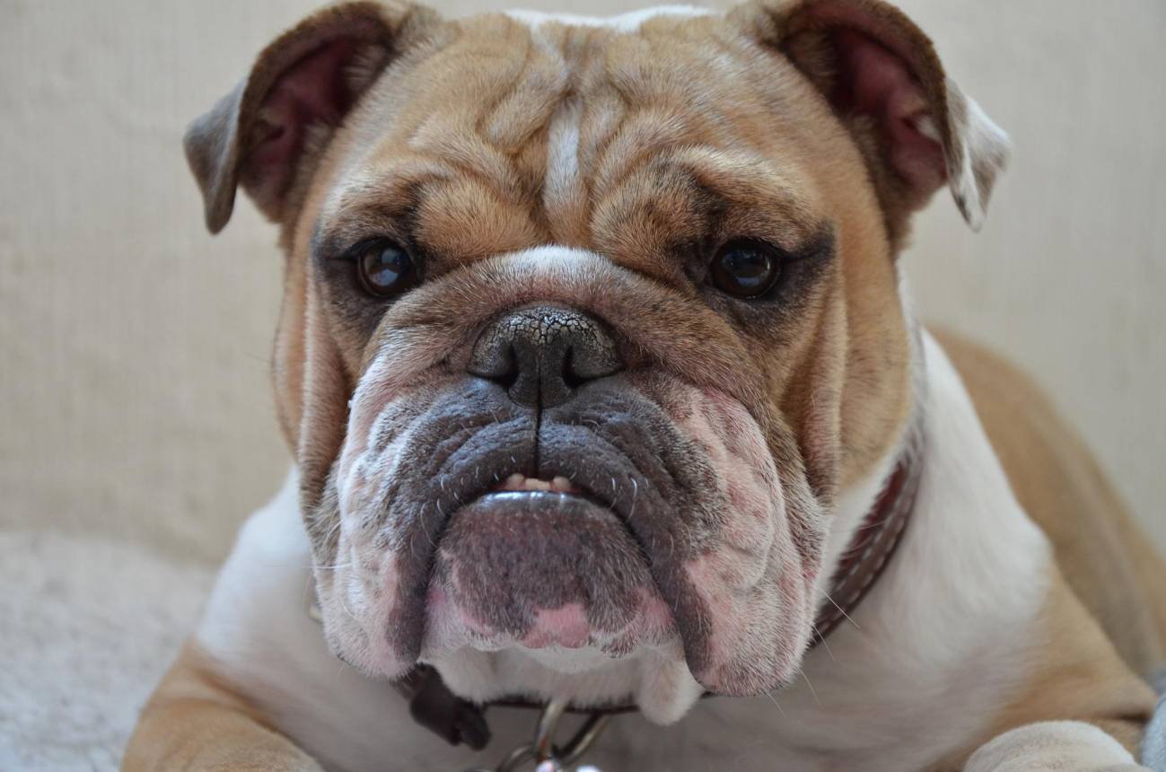 Científicos británicos piden modificar la cría del bulldog inglés por motivos de salud animal