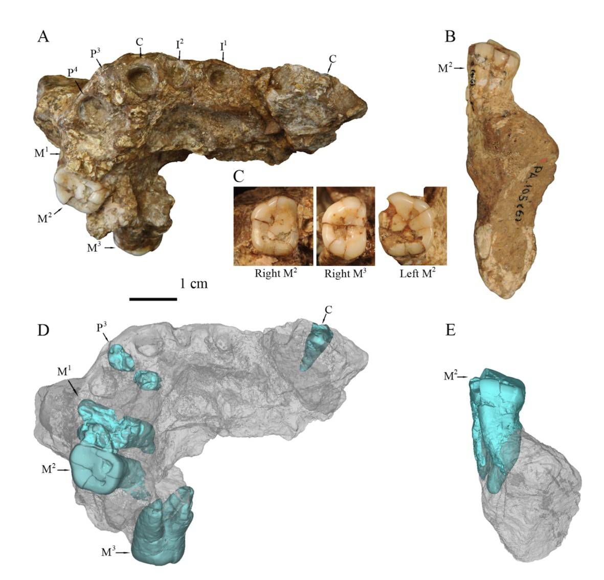 El ‘Homo erectus’ de Gongwangling pudo ser el el primer poblador de China