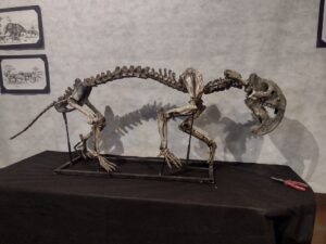 Esqueleto de Thylacosmilus, un marsupial dientes de sable (1)