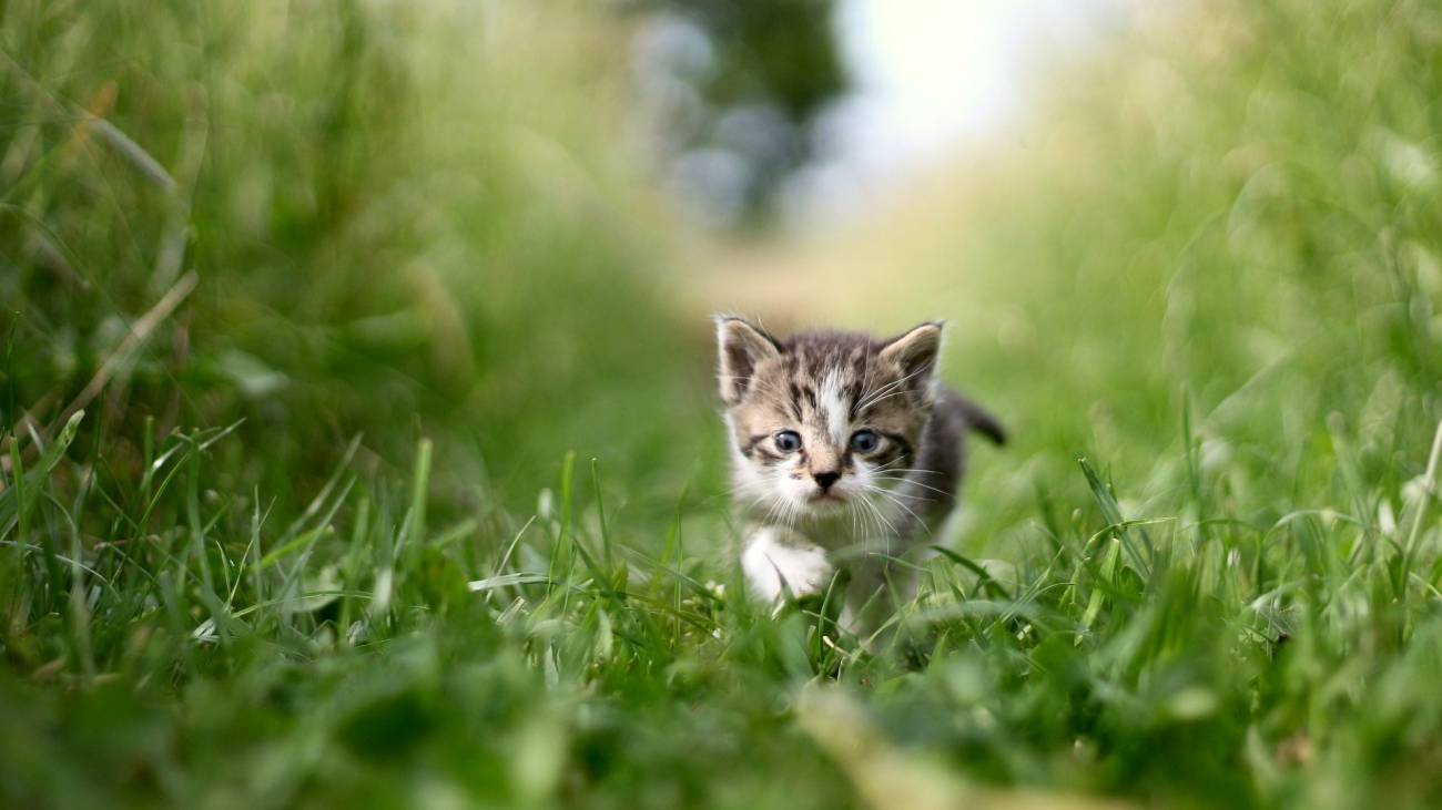 Los gatos se protegen contra las plagas de insectos al dañar ciertas plantas