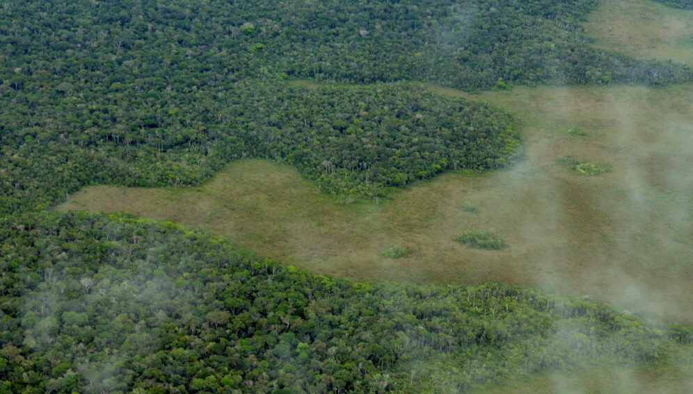 Panel de científicos busca evitar colapso de Amazonía