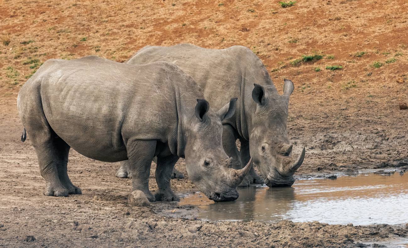 Tuberculosis bovina: otra amenaza para los rinocerontes africanos