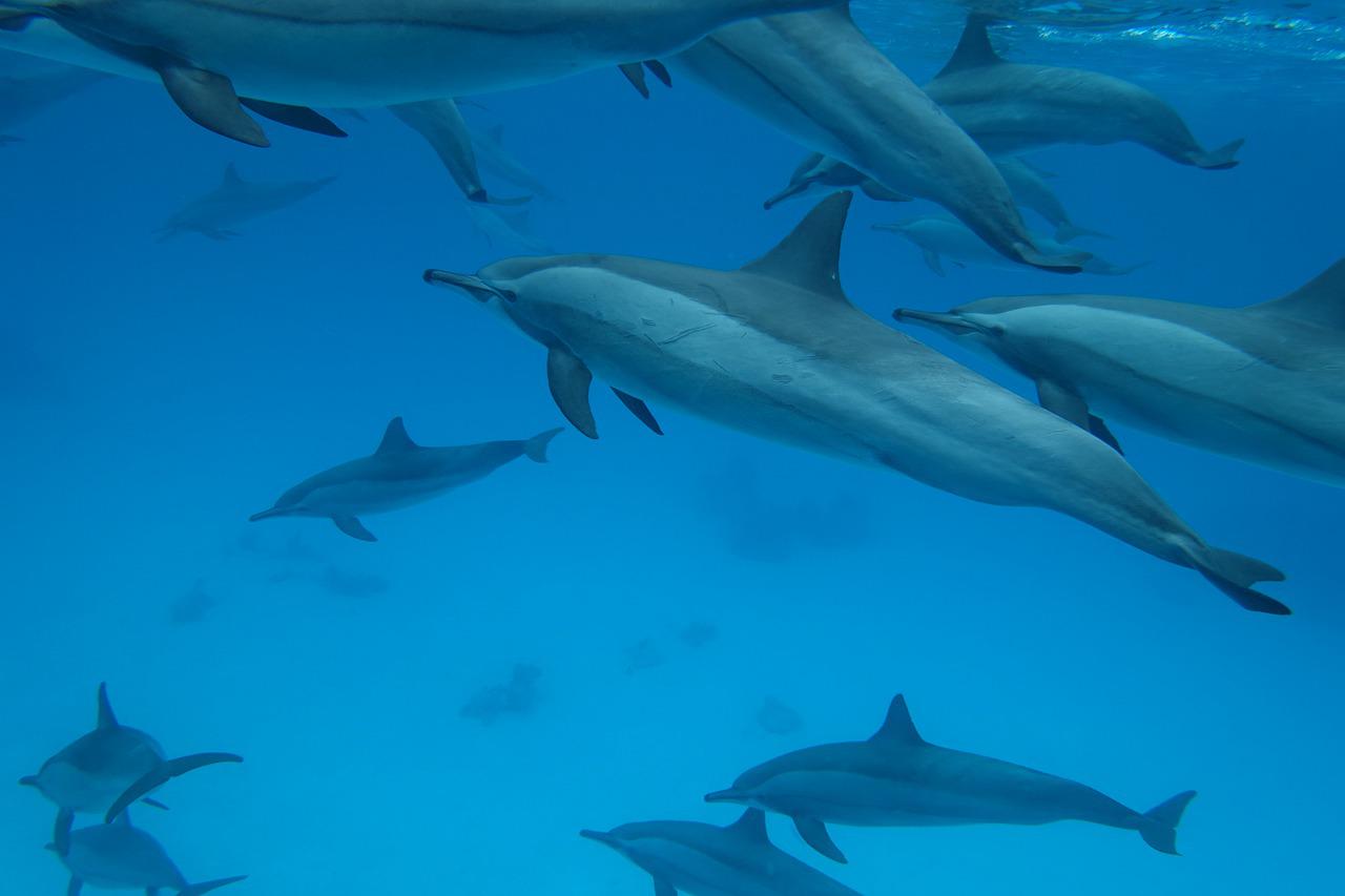 Al menos tres mil delfines mueren en el Mar Negro por la guerra