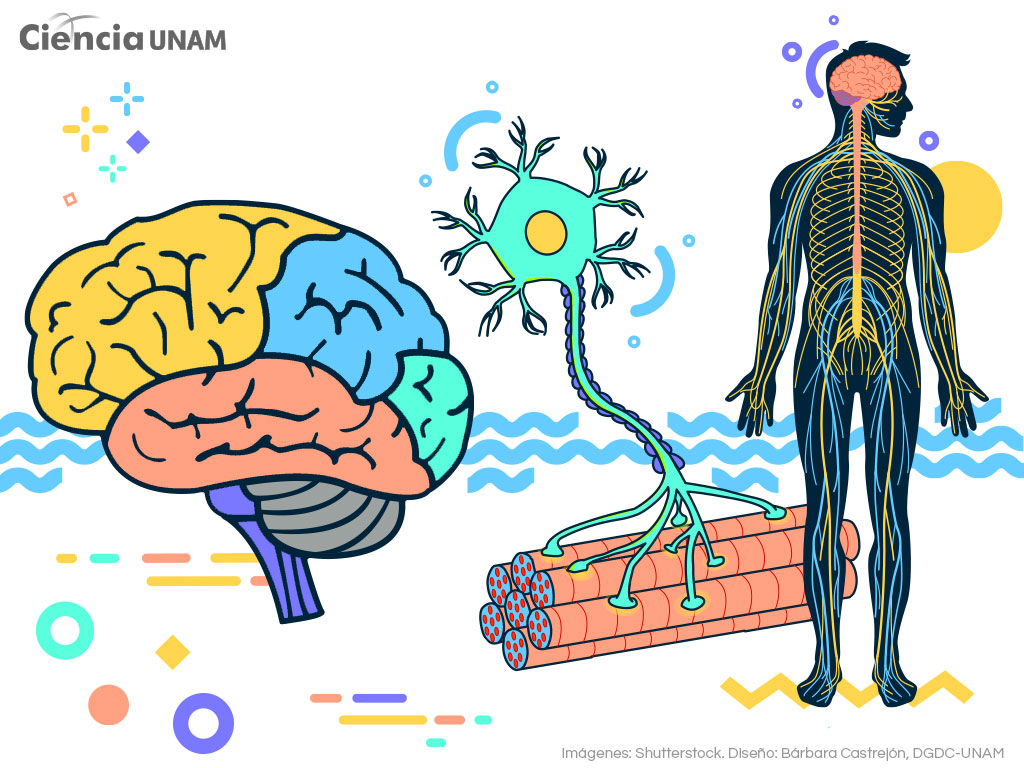 La plasticidad cerebral nos permite cambiar y aprender a lo largo de la vida