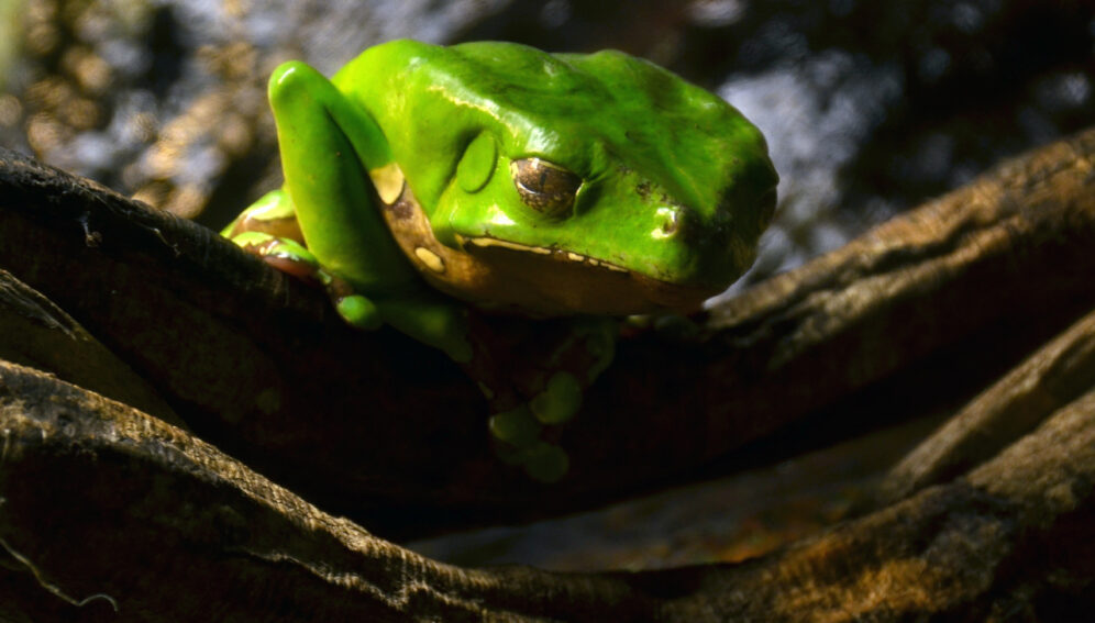 Indicios de biopiratería en patentes sobre secreción de rana del Amazonas