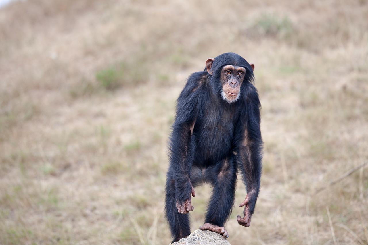 Un método usa ADN para identificar a chimpancés víctimas de comercio ilegal