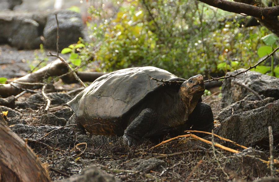 Fernanda, la tortuga gigante de Galápagos que confirma que su especie aún vive