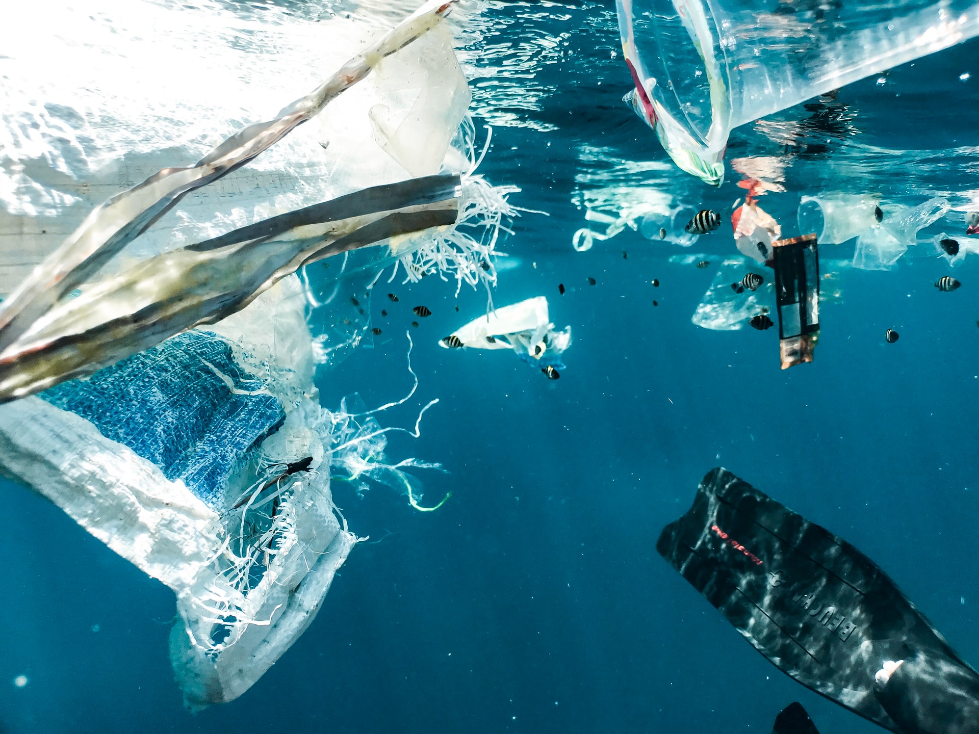 Científicos italianos localizan microplásticos en los peces del fondo marino