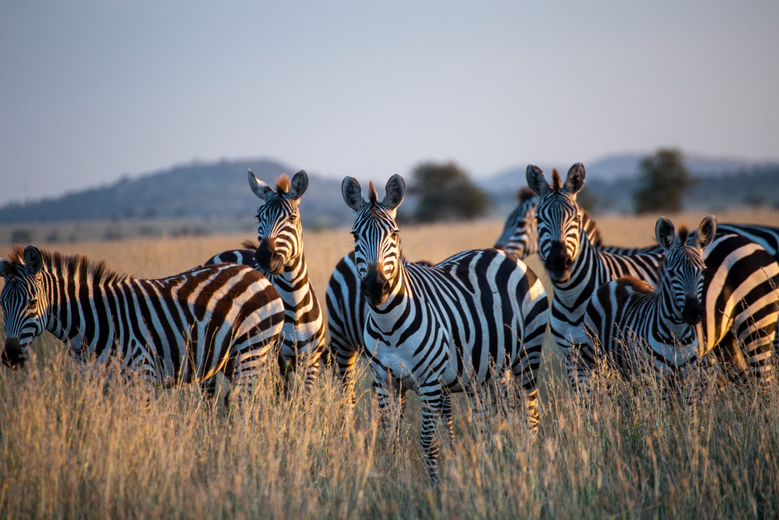 Tanzania mantiene la prohibición de exportar animales salvajes