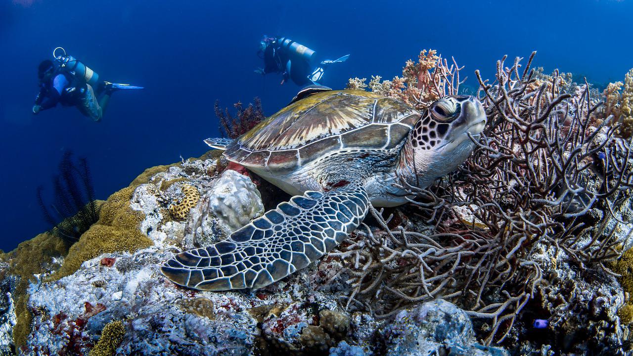 Próxima extinción masiva podría hacer desaparecer hasta el 95 % de especies