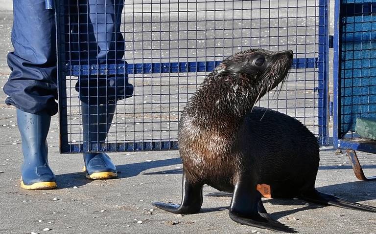 Regresan al mar a lobo marino rescatado en Argentina