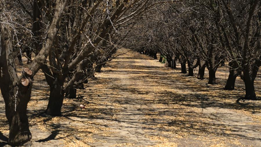 California se seca: un día de riego semanal y miles de hectáreas sin plantar