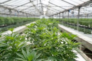 104-2 CIENCIA_argentinacannabis_