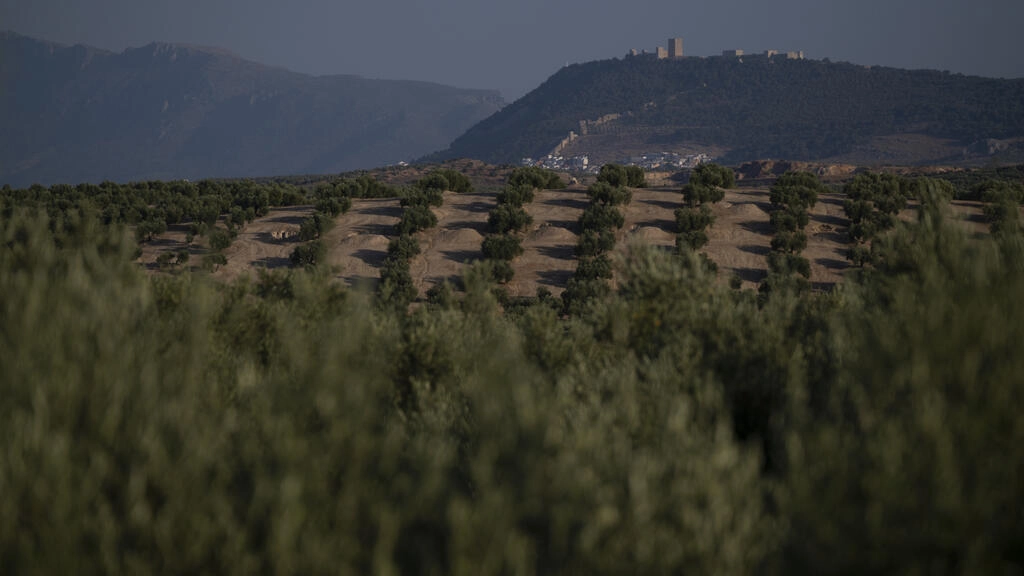 La sequía extrema amenaza el «oro verde» de España