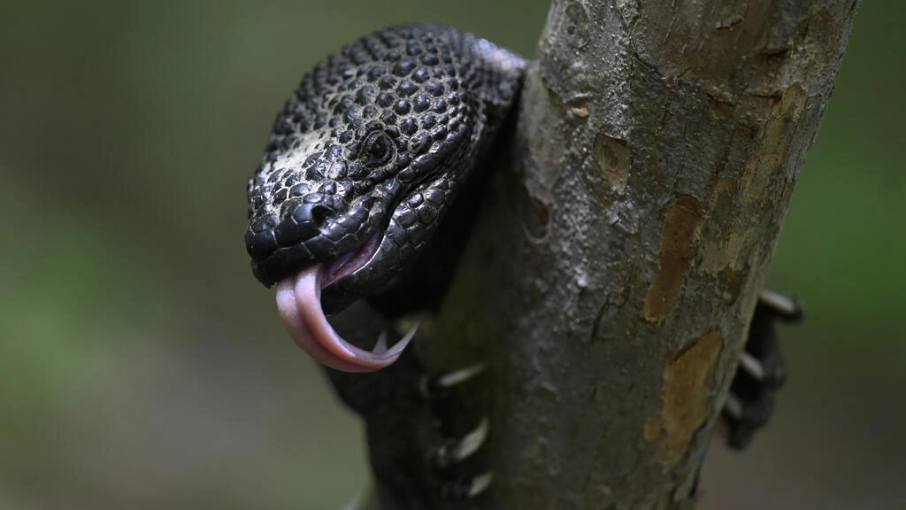 Guatemala intenta evitar la extinción del «Niño Dormido», un lagarto venenoso