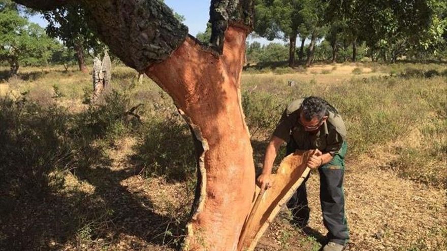 La saca del corcho, un oficio en peligro de extinción