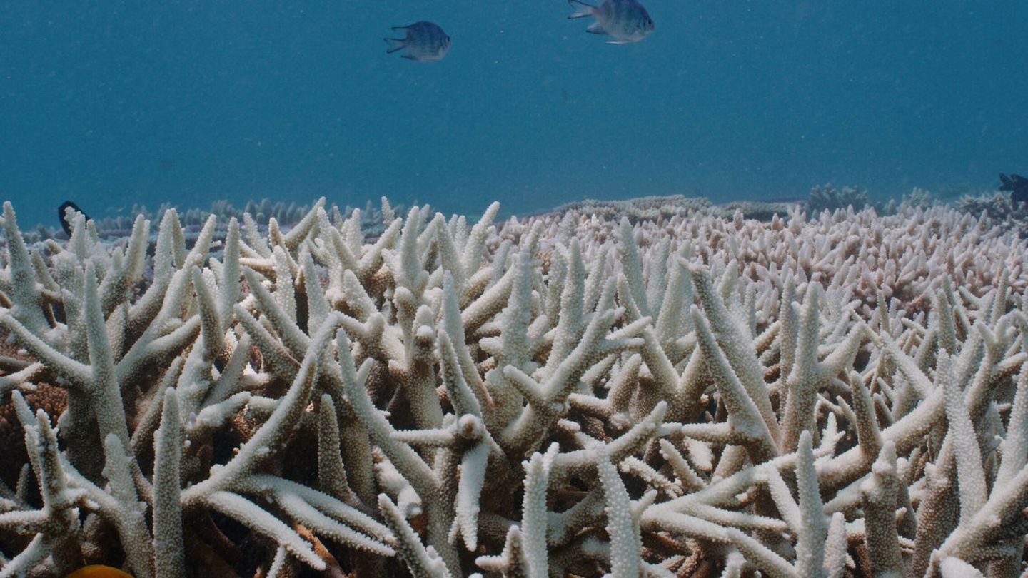 Una ola de calor en Australia dañó el 90% de la Gran Barrera de Coral