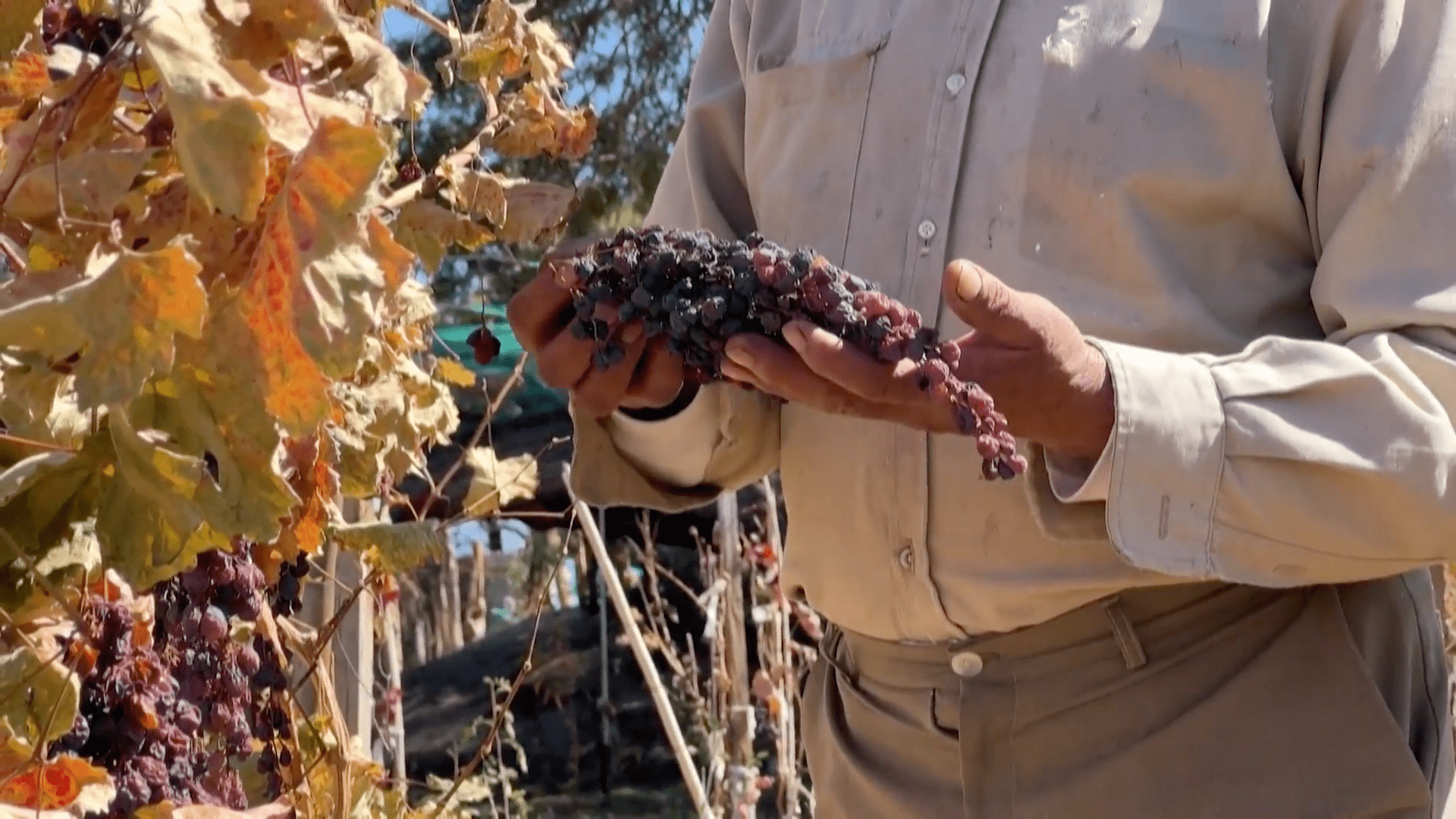 Conoce cómo se produce vino en el desierto de Atacama en Chile