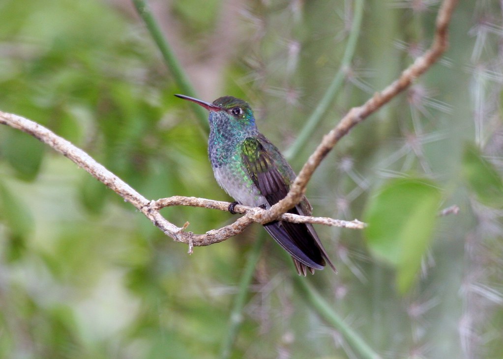 Conoce al Colibrí Esmeralda, una especie endémica de Honduras