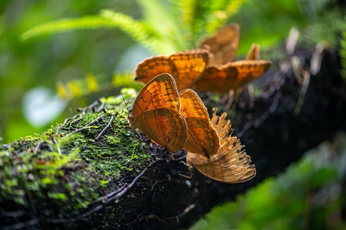 Más de 100 millones de mariposas arriban a la provincia de Yunnan, China