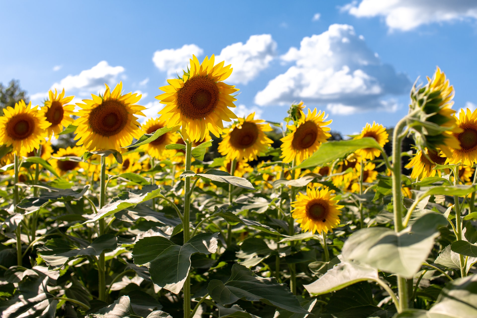 Los agricultores europeos retoman el cultivo de girasol