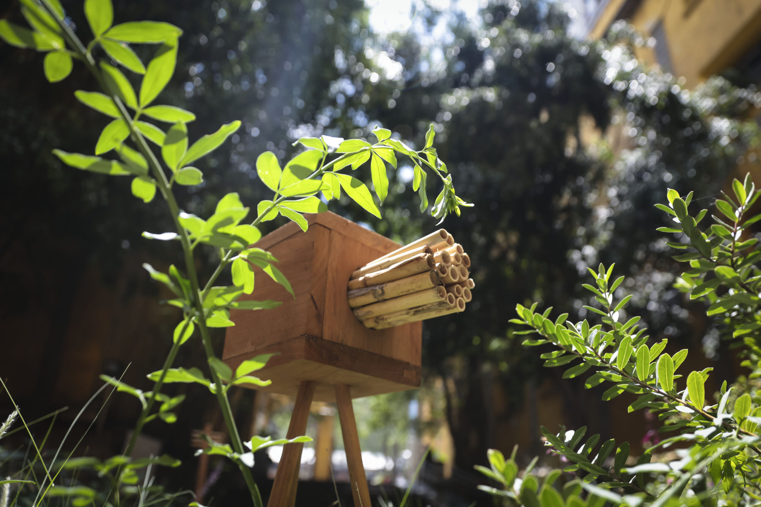 En México, un jardín artístico funciona como refugio para polinizadores