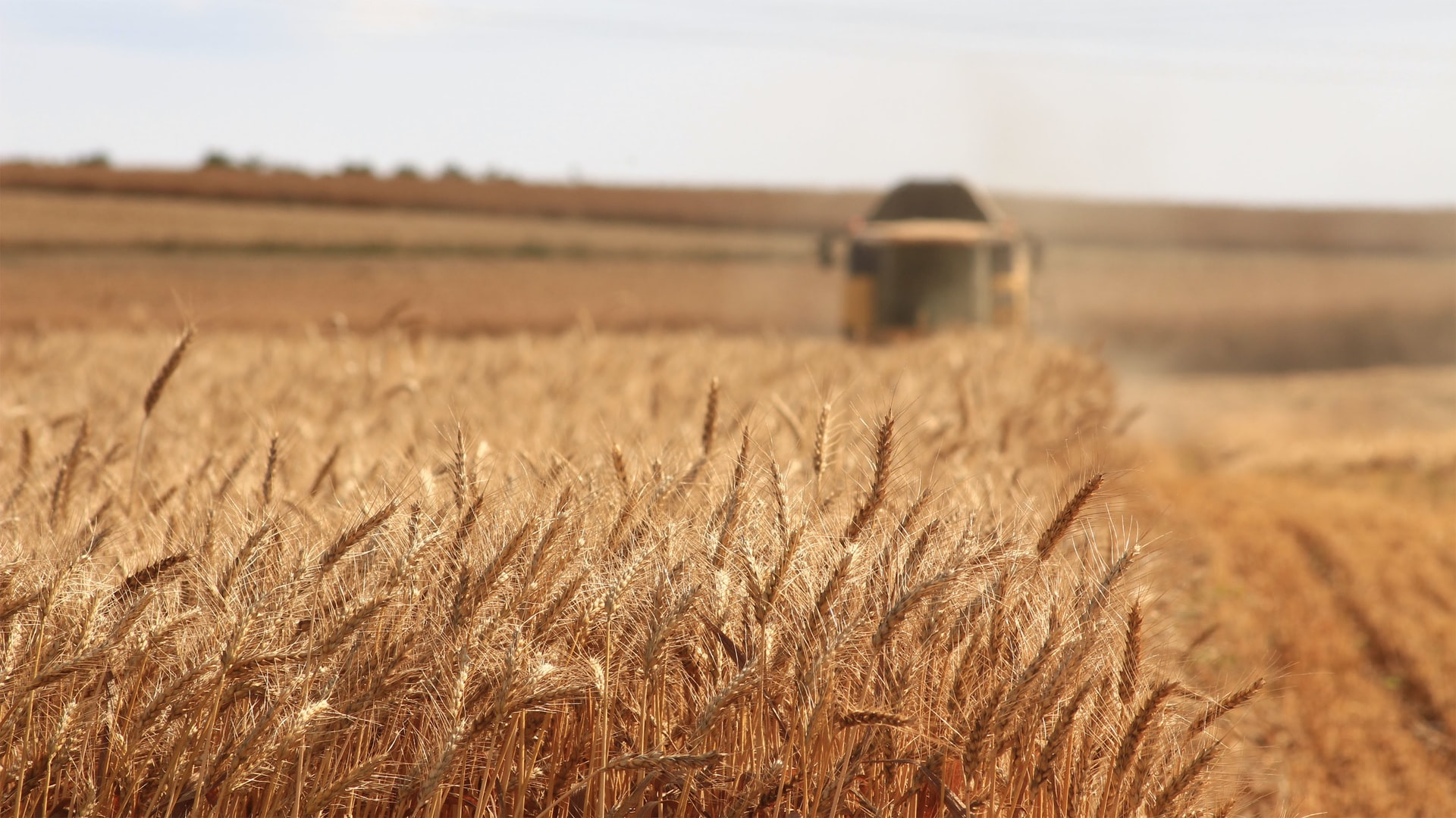 El trigo autóctono de Georgia vuelve a crecer en los campos