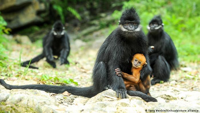 Biodiversidad: las especies silvestres pueden ayudar a alimentar al mundo