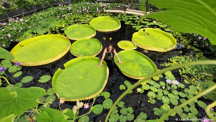 Descubren en un jardín de Londres una nueva especie de nenúfar gigante boliviano