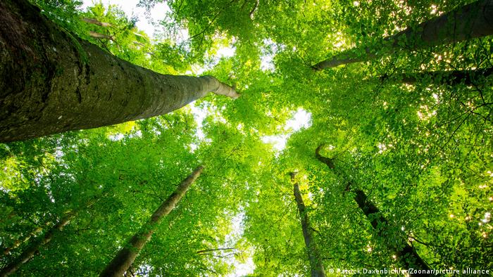 Cambio climático: ¿tiene sentido plantar árboles para frenarlo?