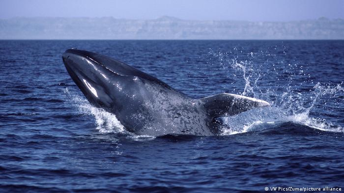 Con el Parque Marino Tic Toc – Golfo Corcovado Chile le asegura refugio a las ballenas azules