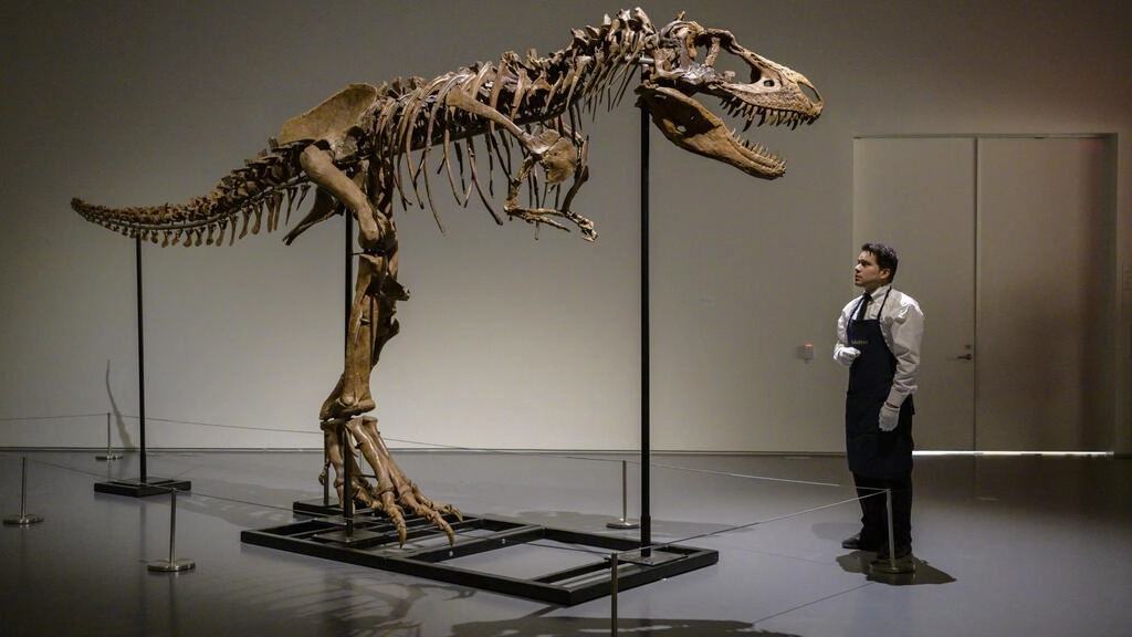 Sale a subasta en Nueva York el esqueleto de Gorgosaurus