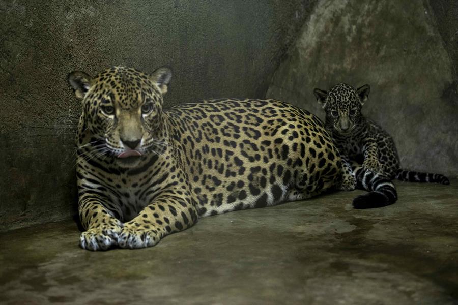 Zoológico de Nicaragua reproduce dos jaguares en peligro de extinción