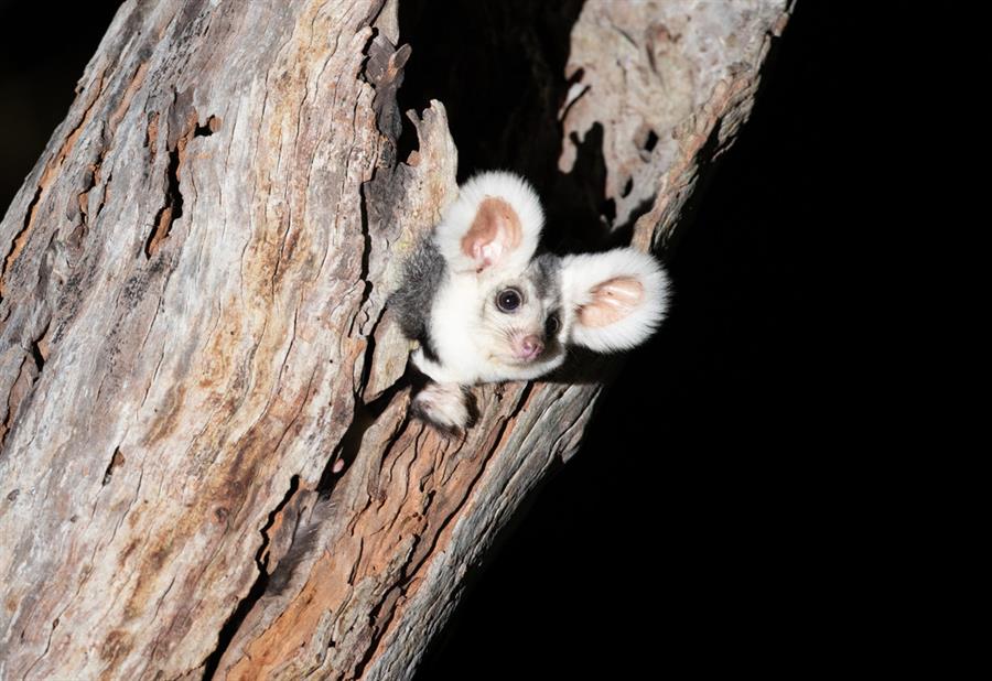 Australia añade al marsupial planeador a su lista de especies en peligro