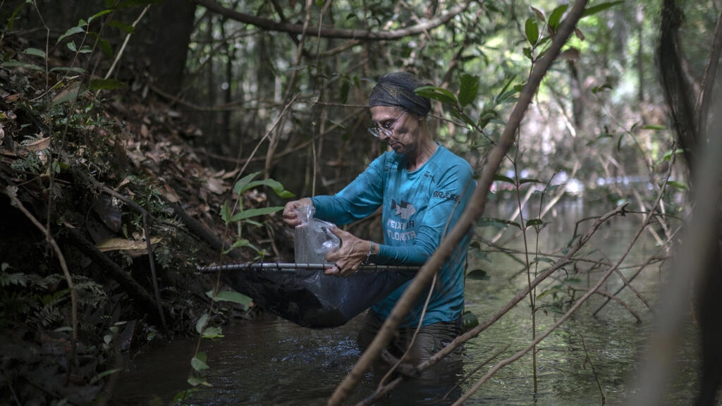 La devastación se ensaña con las ‘tierras de nadie’ de la Amazonía brasileña