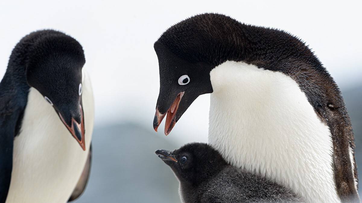 Así se adaptaron los pingüinos al entorno marino