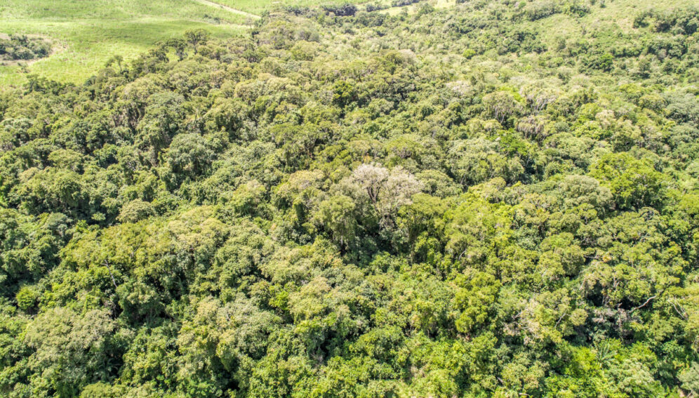 Degradación jaquea al Bosque Atlántico