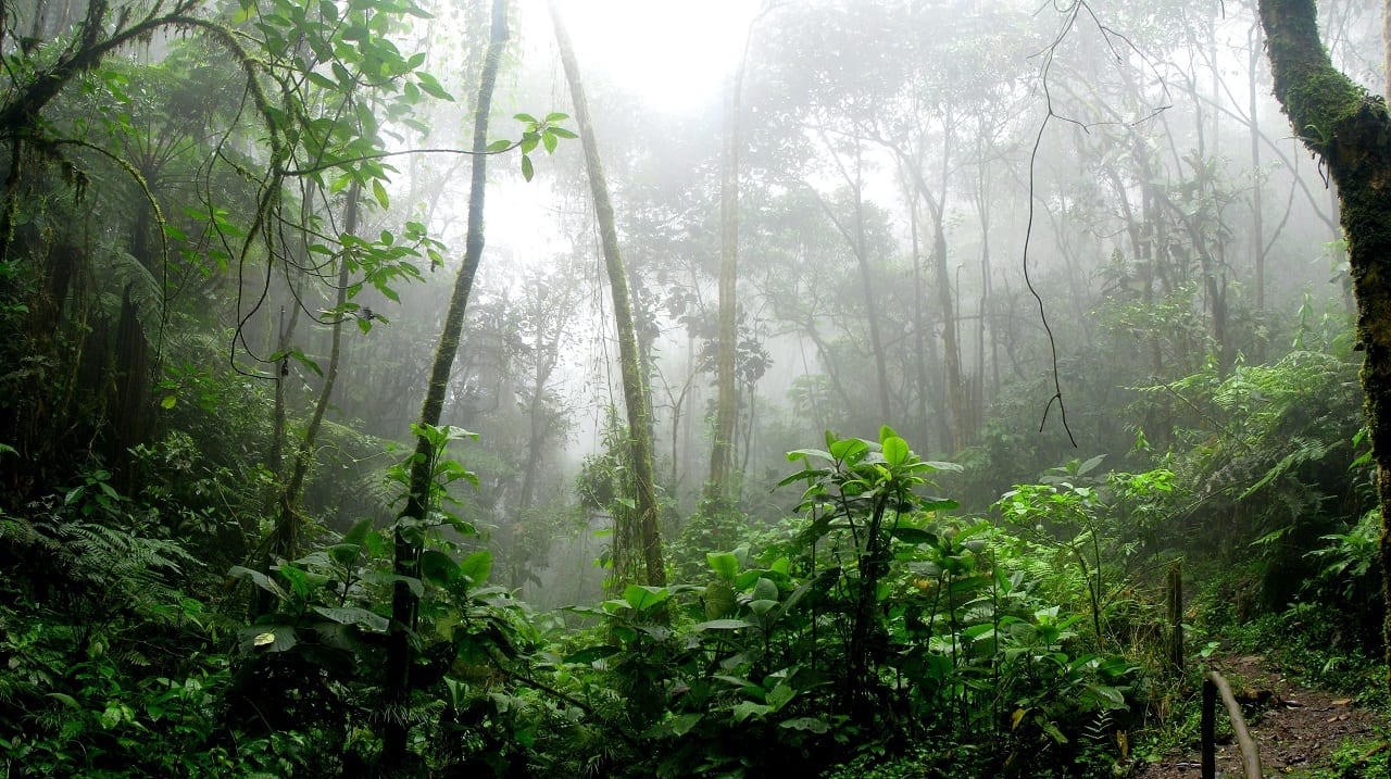 La deforestación en Brasil creció 20 % en 2021 y Amazonía fue la mas afectada