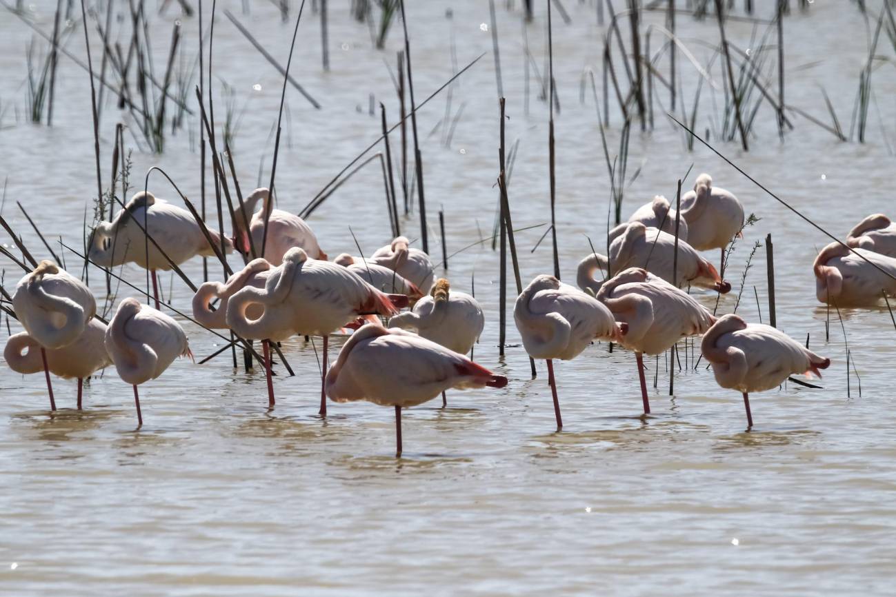 La sequía lleva a Doñana a los números más bajos de aves acuáticas de los últimos 40 años