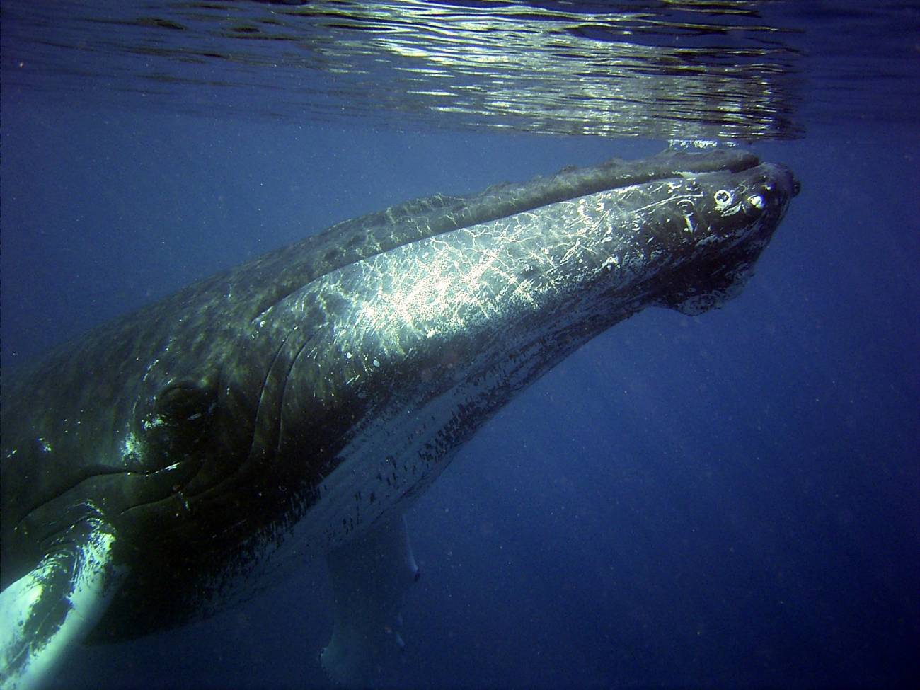 Las ballenas jorobadas ‘se pasan’ canciones con poblaciones de otras regiones