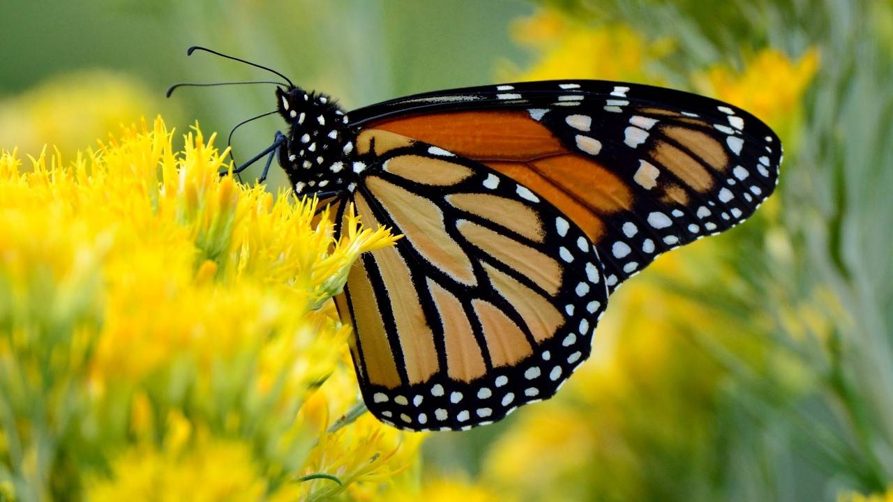 Las mariposas monarca y los esturiones engrosan la lista roja de especies amenazadas