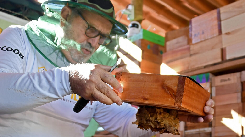 Abejas sin aguijón, un tesoro poco conocido de Brasil