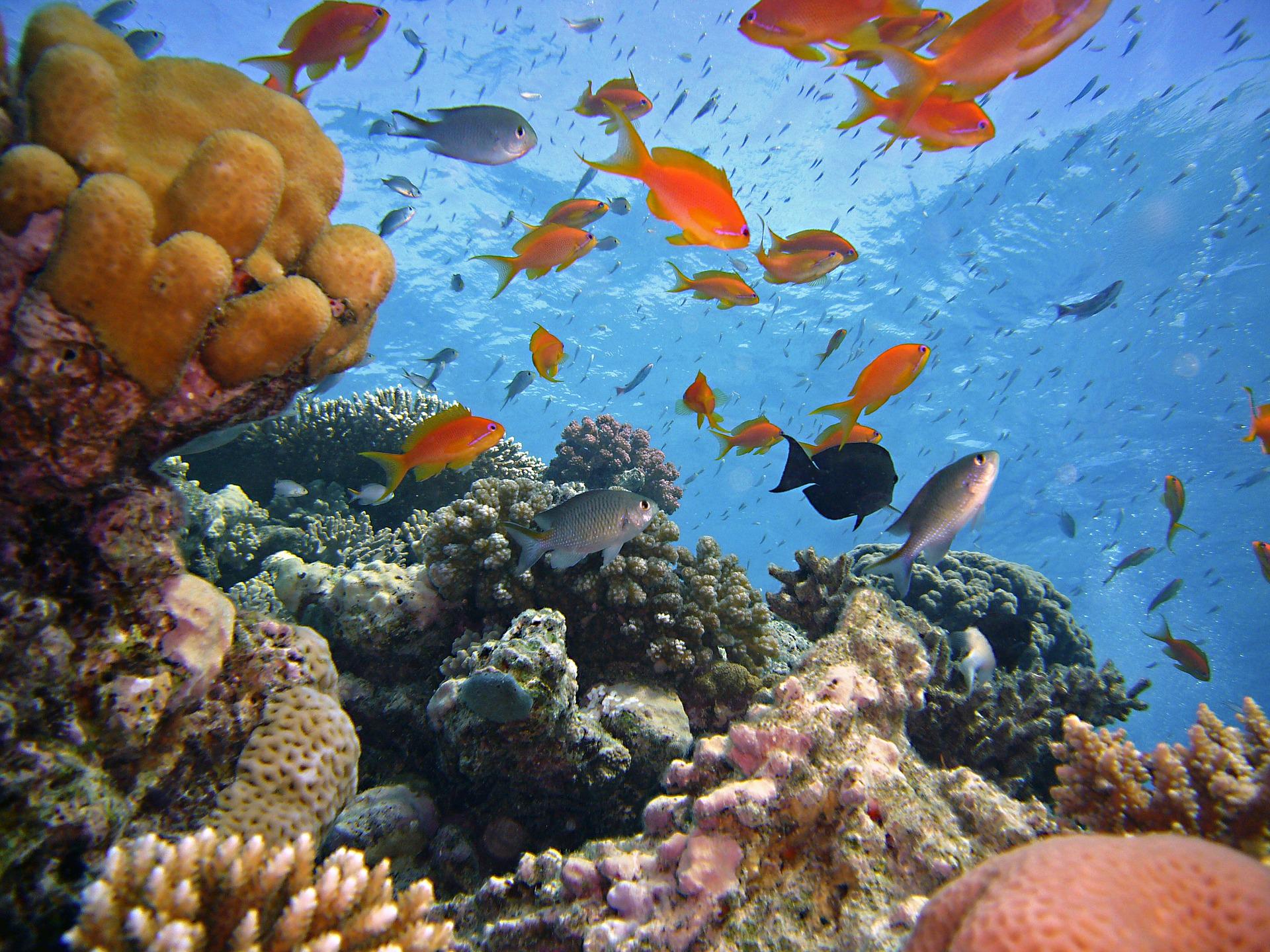 La biodiversidad oceánica surgió de largos periodos de estabilidad terrestre