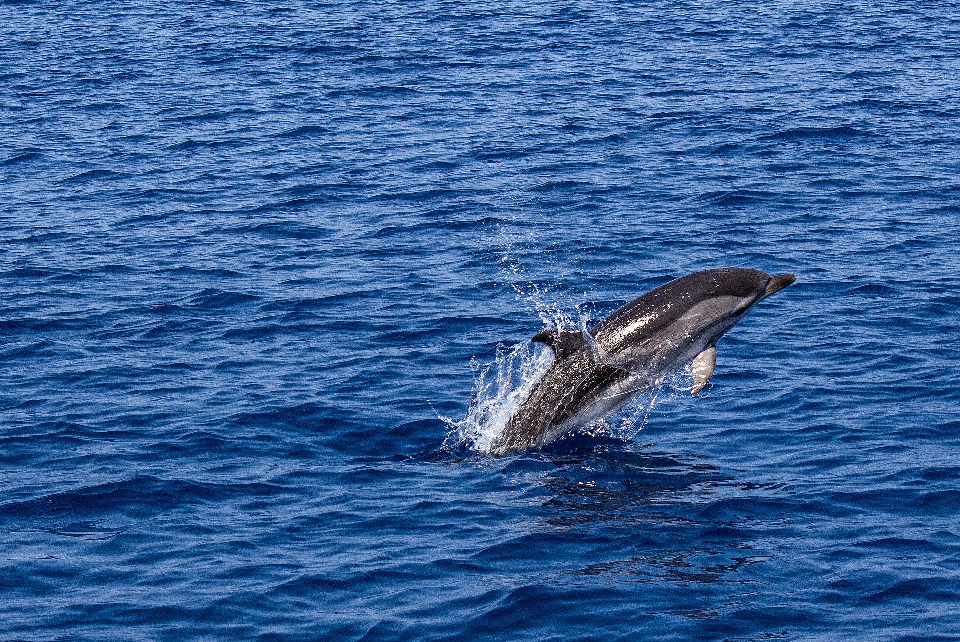 La genómica de paisaje marino de los delfines revela su diversidad adaptativa