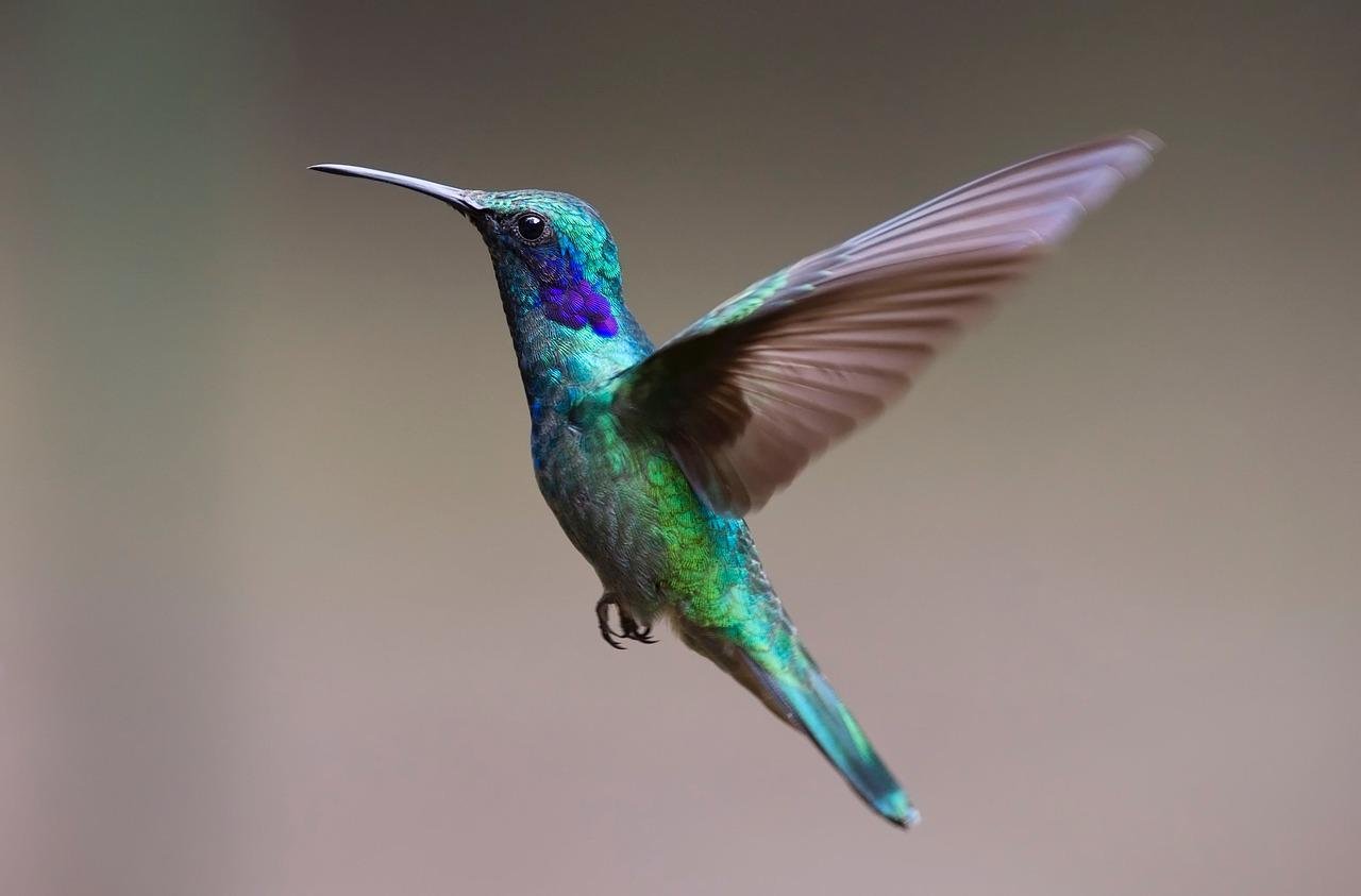 Caracas, «edén» de los colibríes