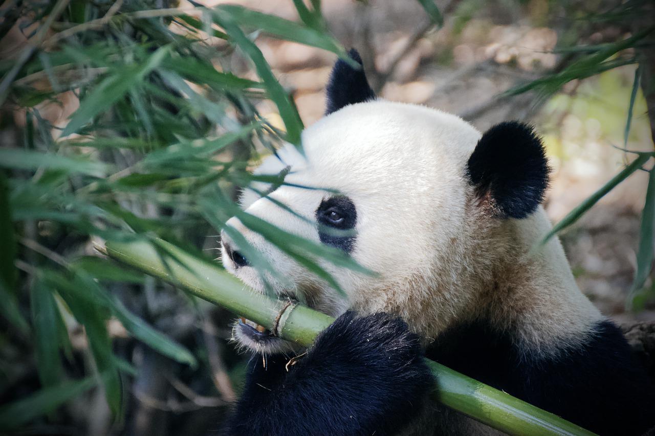 Hallazgo de fósiles resuelve el misterio de cómo los pandas se hicieron vegetarianos
