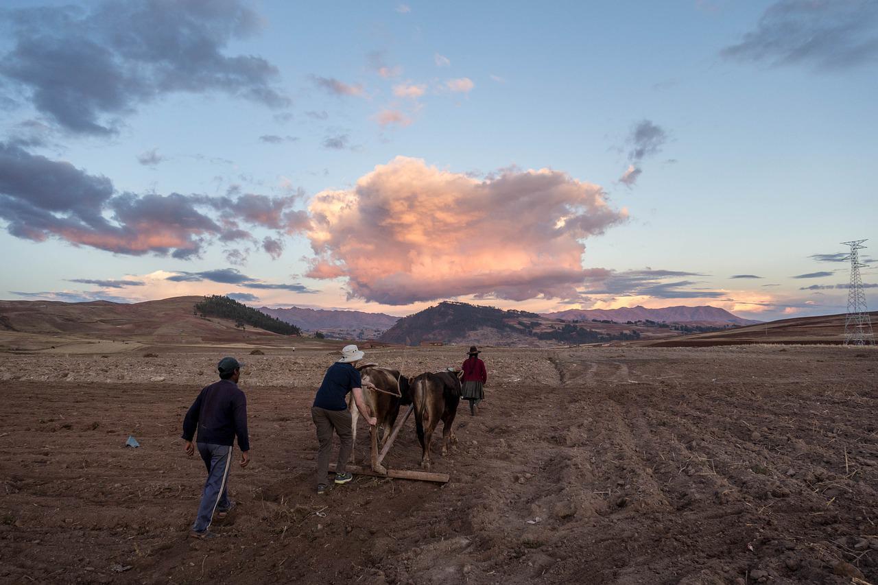 Perú prorroga el estado de emergencia del sector agrícola