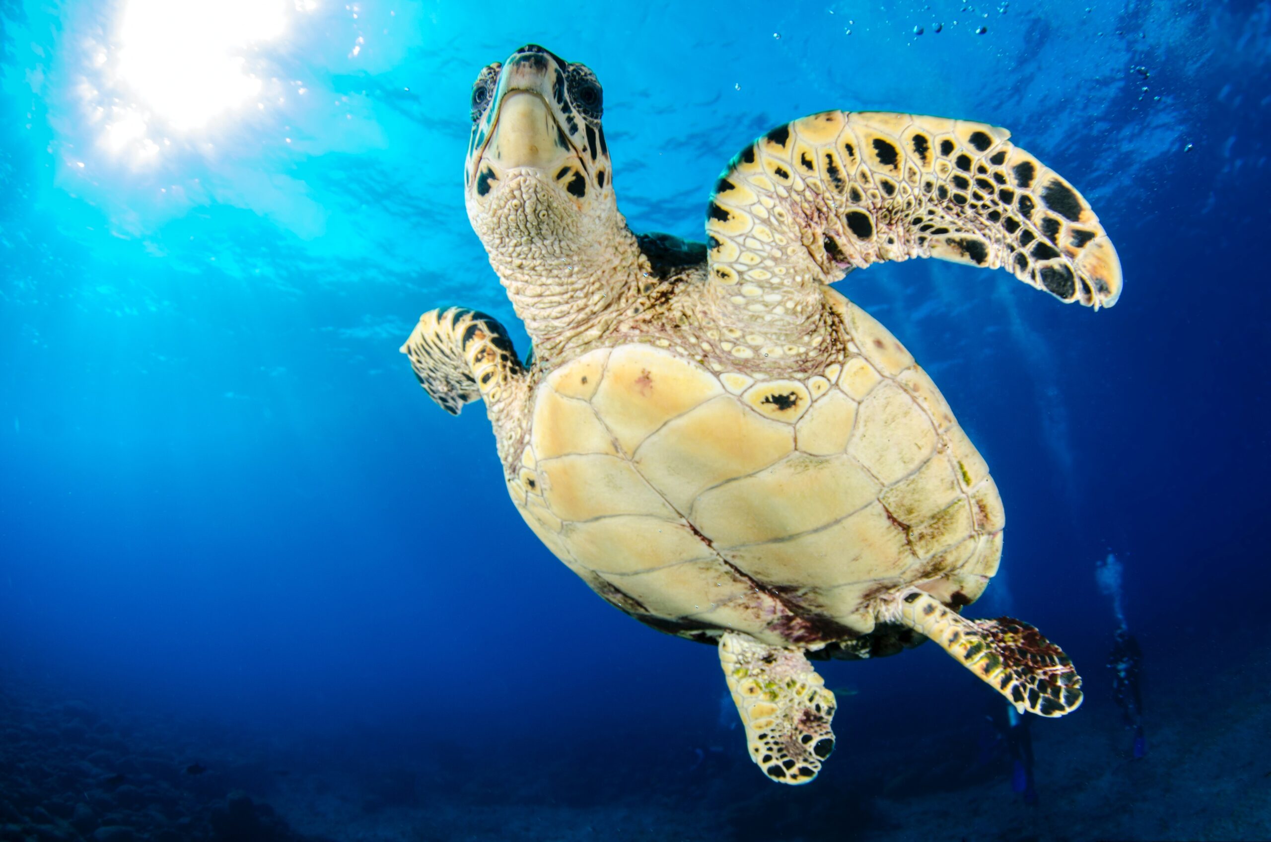 Catar apuesta por los niños para preservar sus tortugas